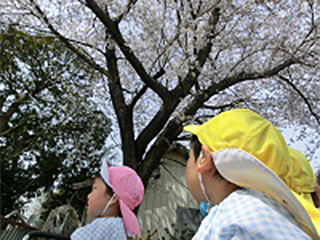 入園式 桜まつり